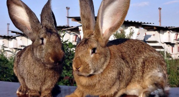 Králík flandre (nebo belgický obr): popis a hlavní charakteristiky